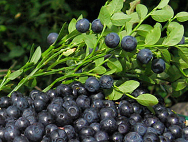 Bilberry pie